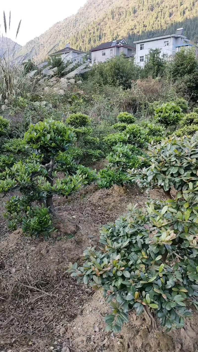 【山峡蚊母基地】优质供货电商，文母根系发达，枝叶茂盛
