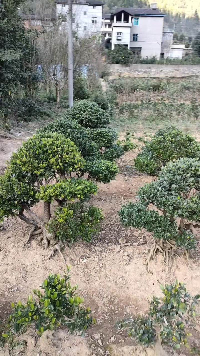 【山峡蚊母基地】优质供货电商，文母根系发达，枝叶茂盛
