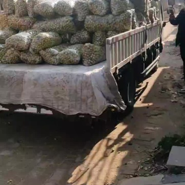 11.25号冬枣发货一车。河南客户