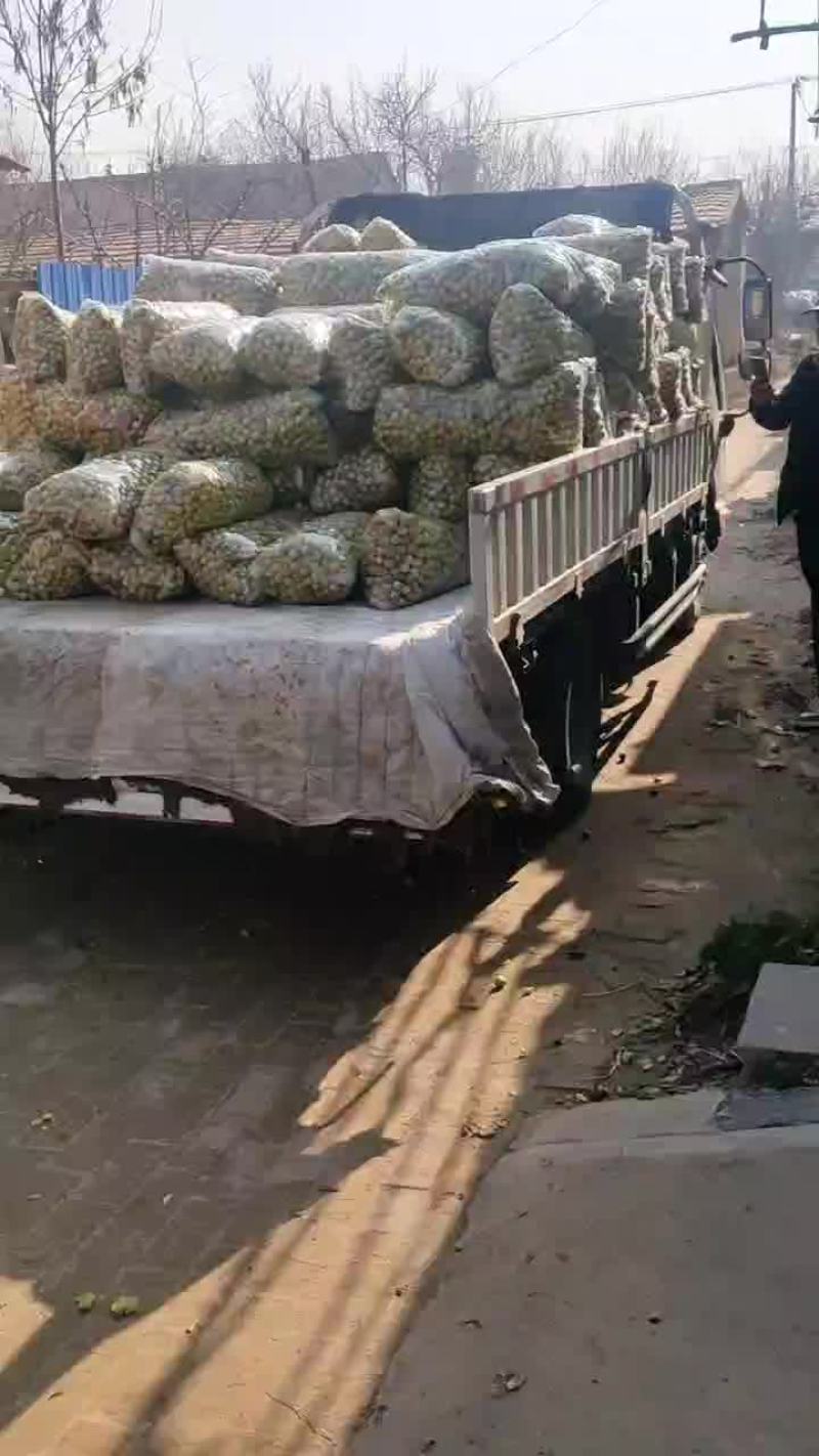 11.25号冬枣发货一车。河南客户