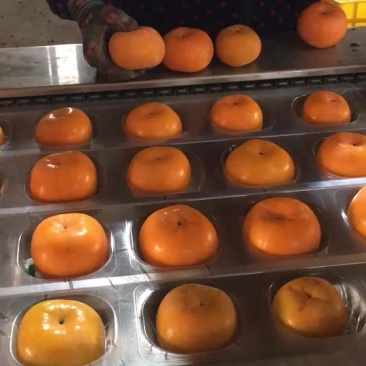 瑶山脆柿