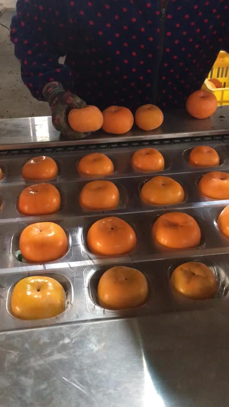 瑶山脆柿