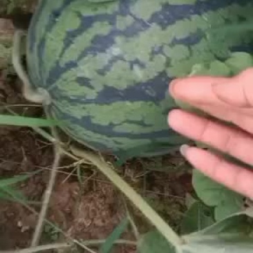 西双版纳甜王露天甜王西双版纳