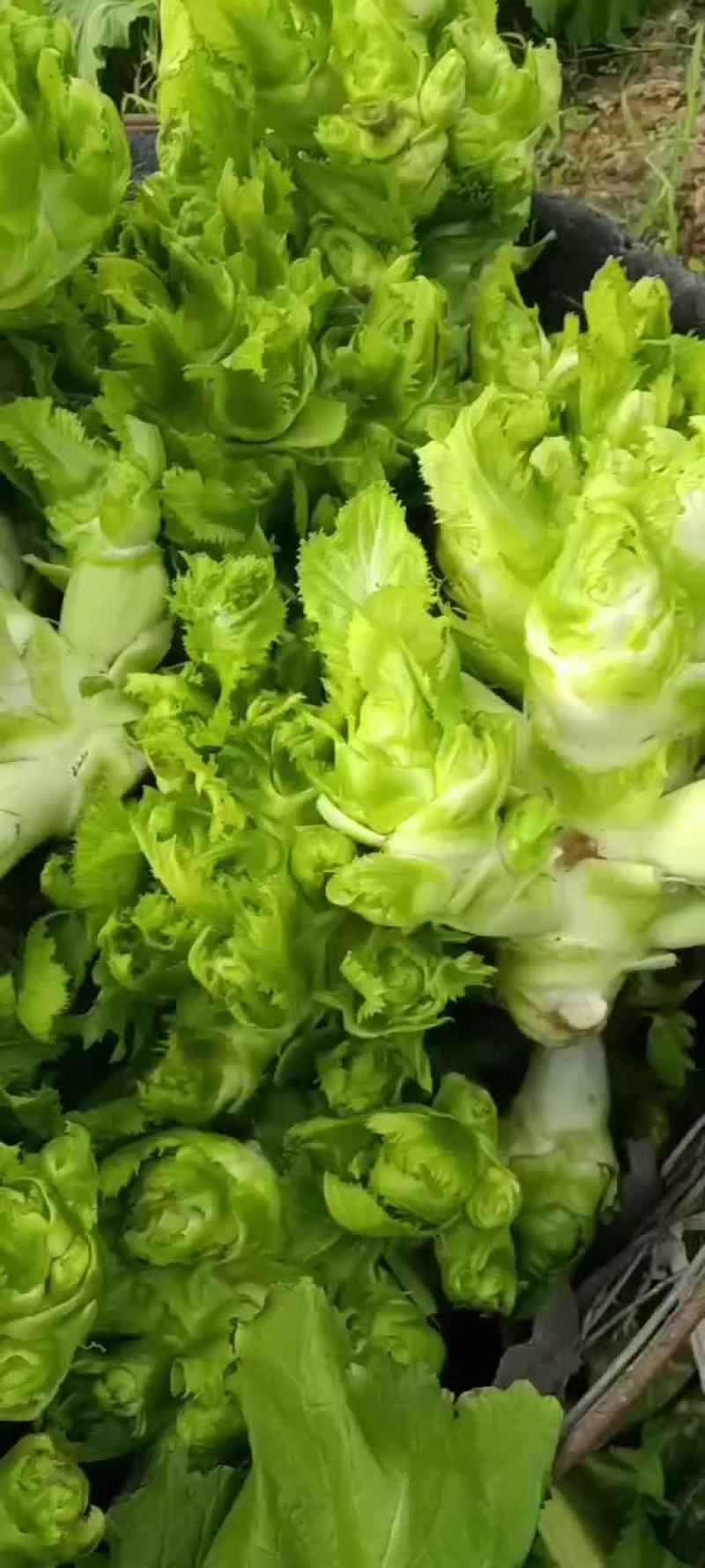 儿菜