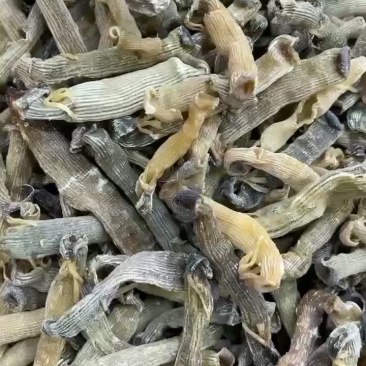 沙虫干