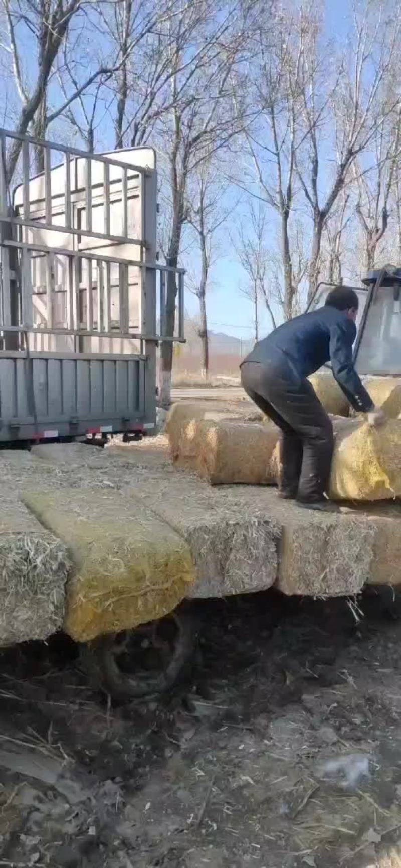 顺邦草块无土，在有地膜地里出的草，但是草里的地膜几乎没有