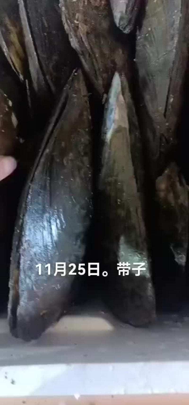 带子