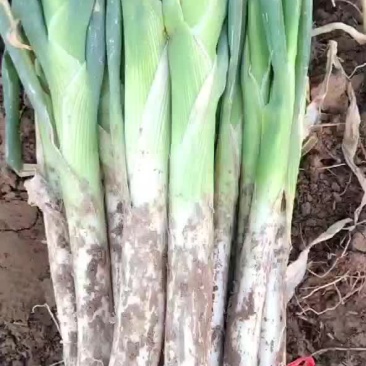 温县大葱