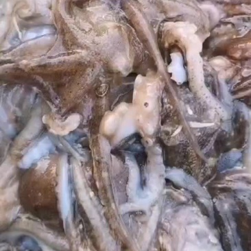 八爪鱼