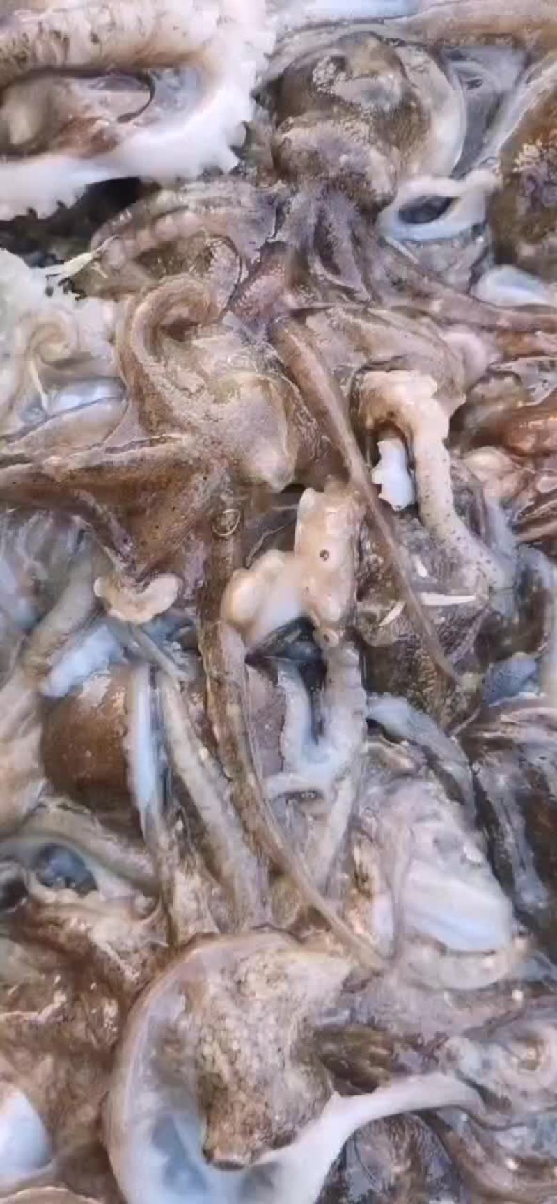 八爪鱼