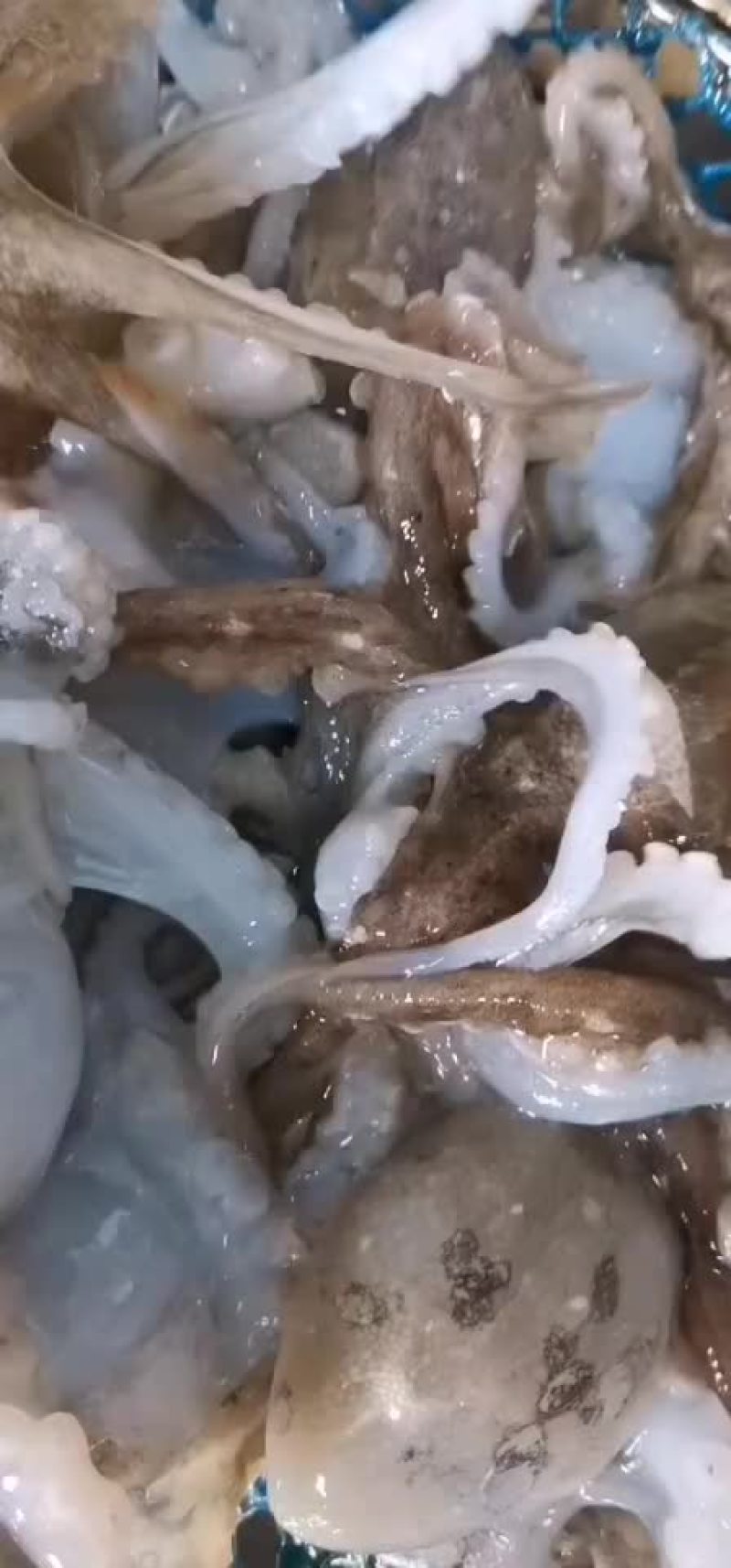 八爪鱼
