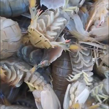 皮皮虾