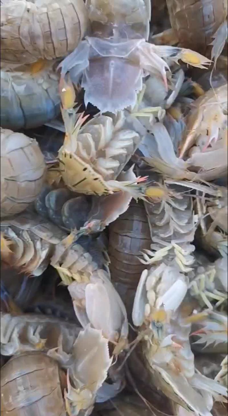 皮皮虾