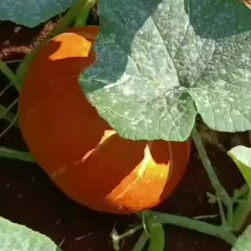 红南瓜板栗南瓜