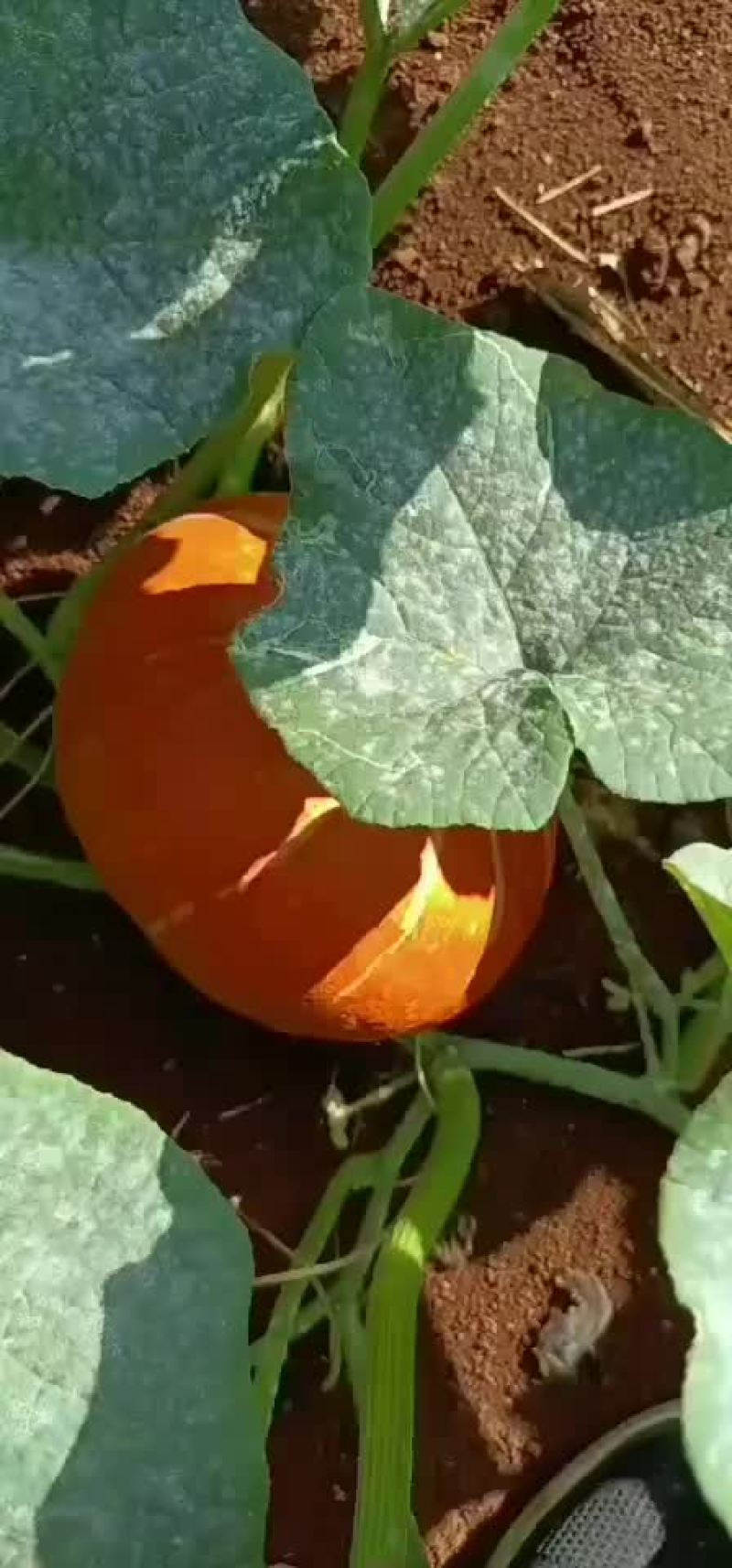 红南瓜板栗南瓜