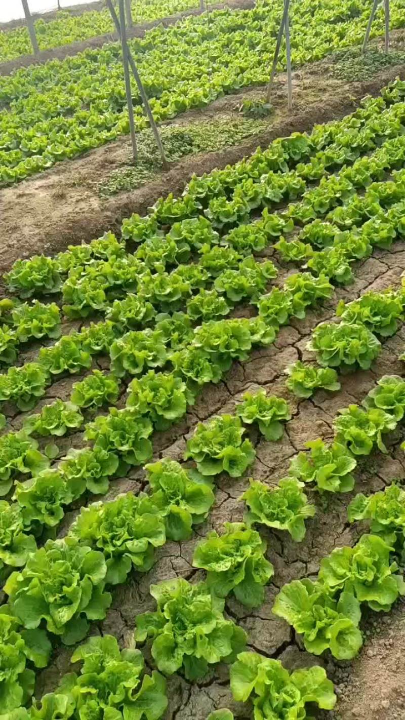 大利生大量出售中