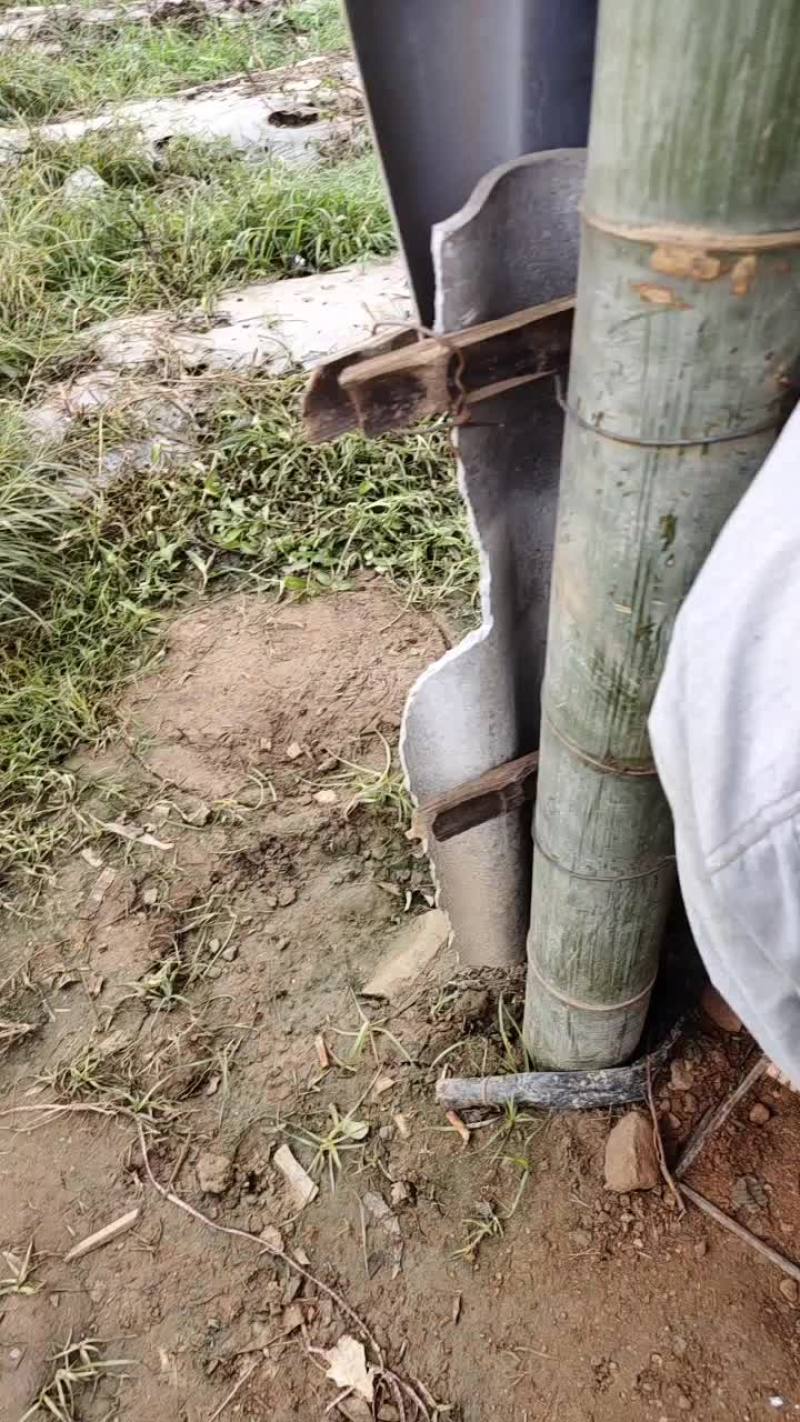 广东大青椒基地蔬菜质量批发全国批发商，电商平台欢迎考察