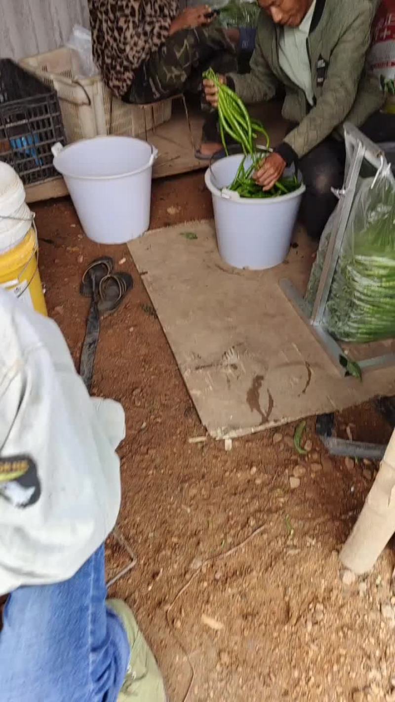 广东大青椒基地蔬菜质量批发全国批发商，电商平台欢迎考察