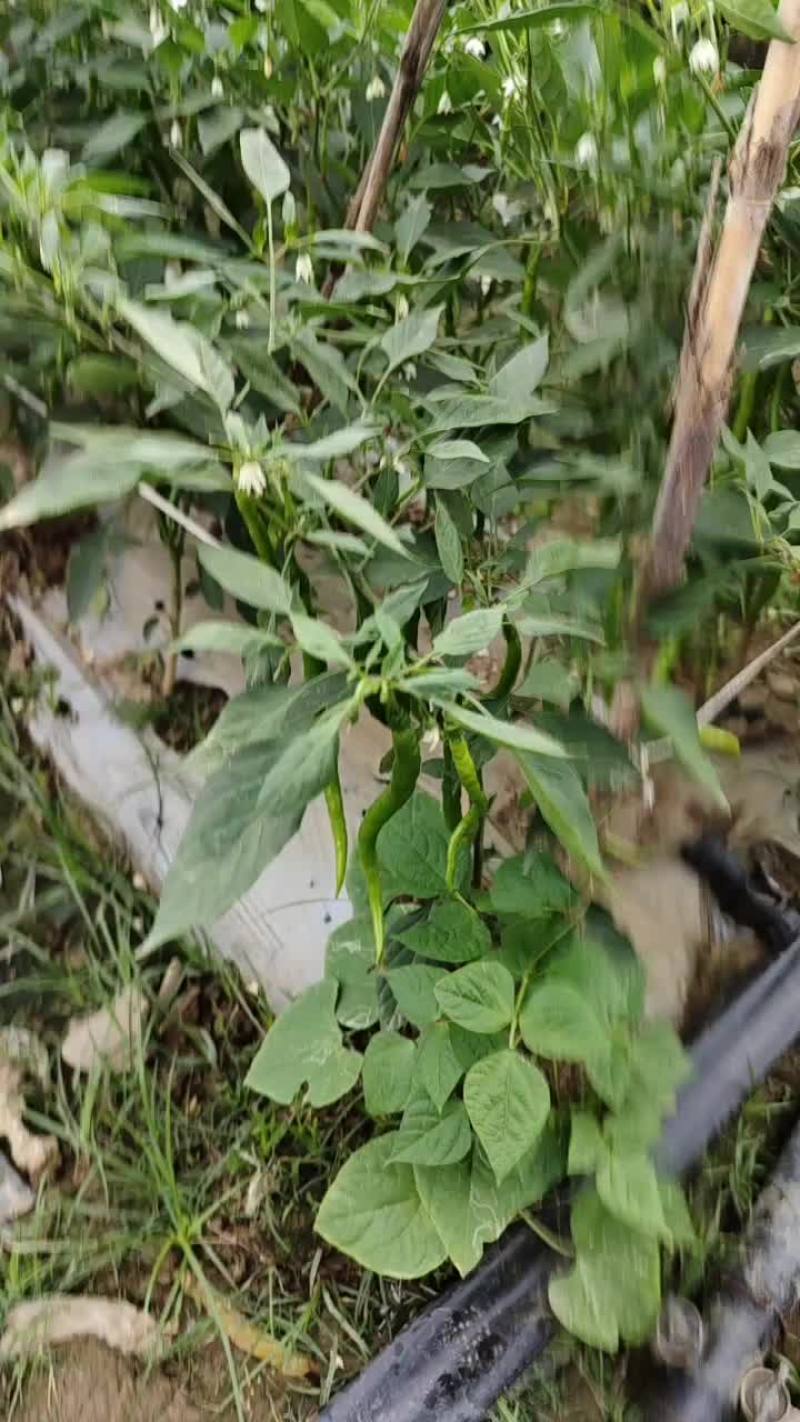 广东大青椒基地蔬菜质量批发全国批发商，电商平台欢迎考察