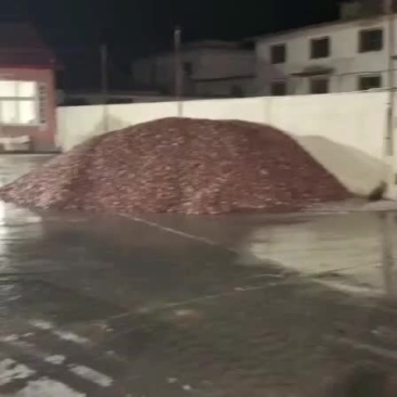 毛蚶肉赤贝肉