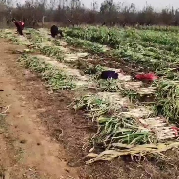哑柏粮站斜对面大量批发零售铁杆大葱