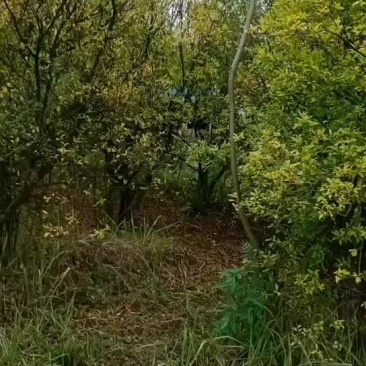 石榴树，独杆丛生都有
