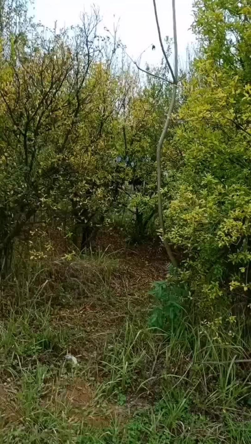 石榴树，独杆丛生都有