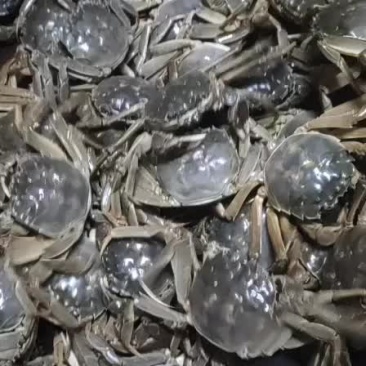 大闸蟹批发