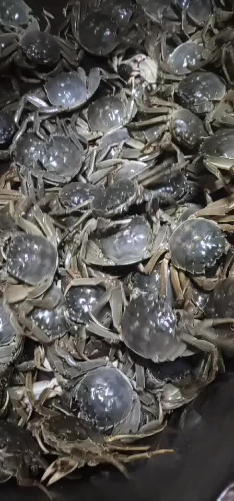大闸蟹批发
