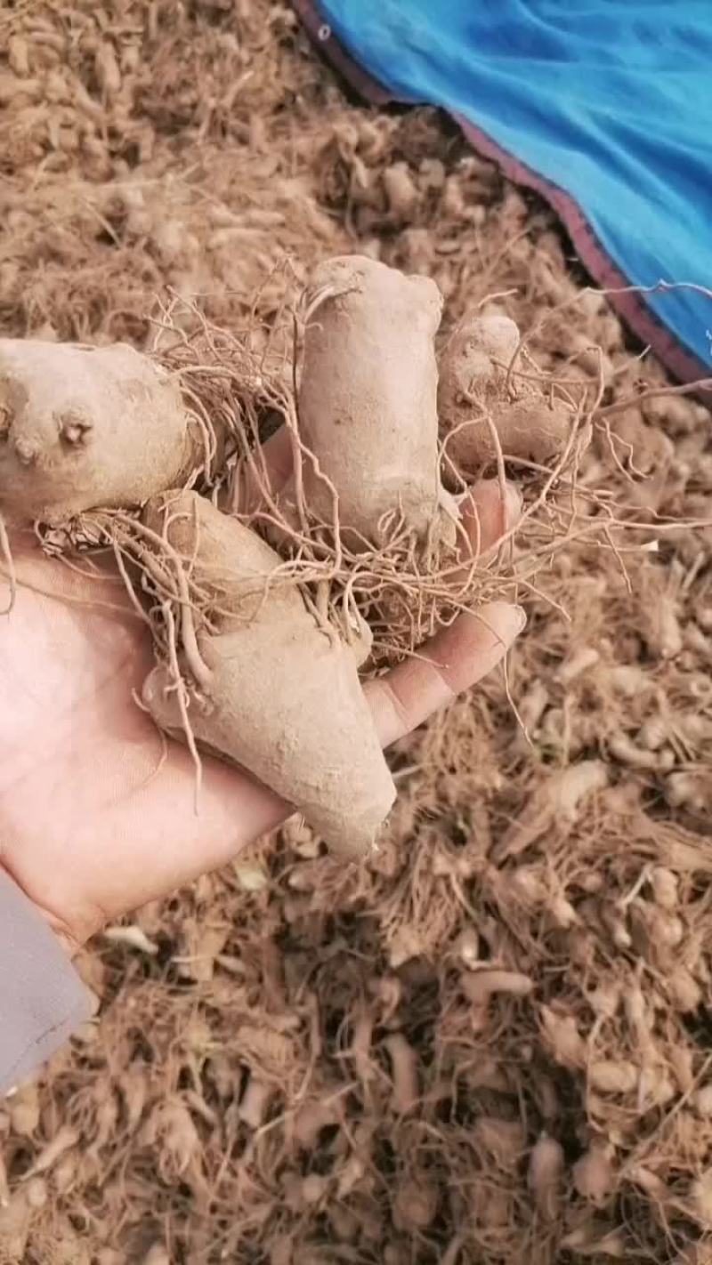 一年生鲜白术芽子