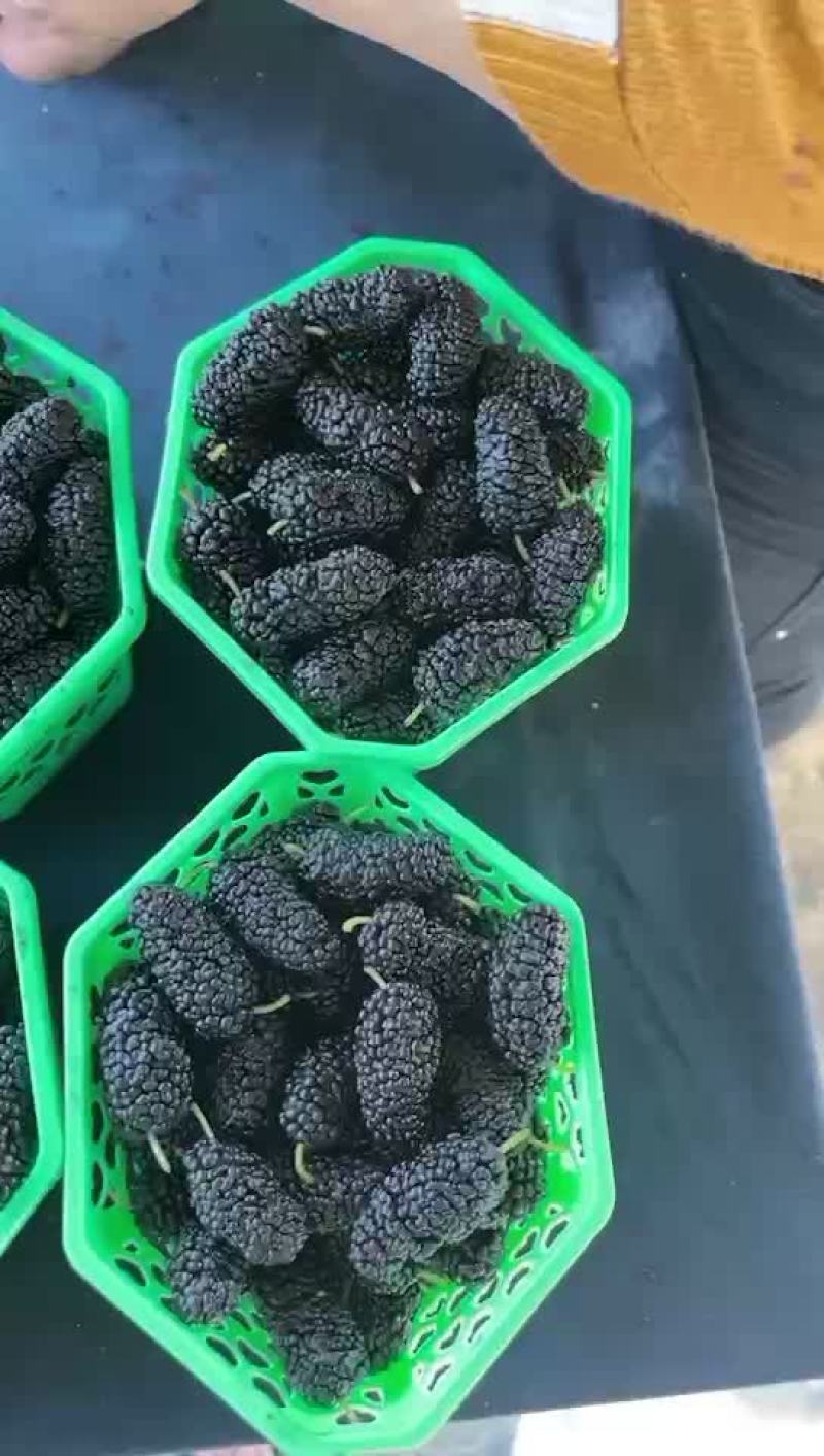 桑葚果