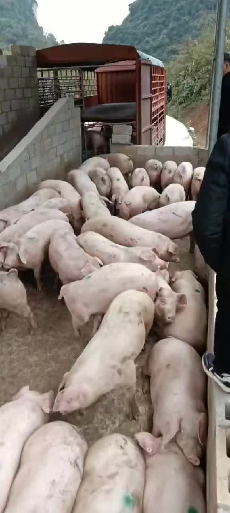 靖西生猪养殖