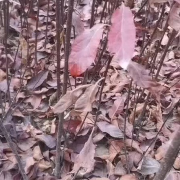 扦插矮樱基地
