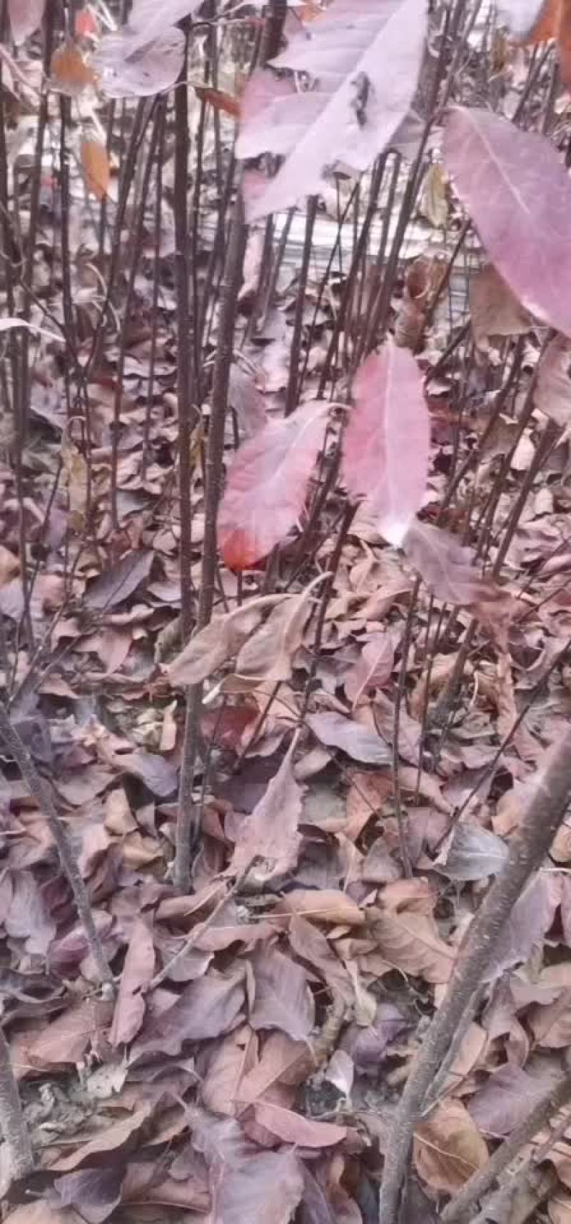 扦插矮樱基地