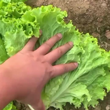 生菜