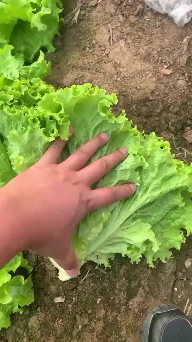 生菜
