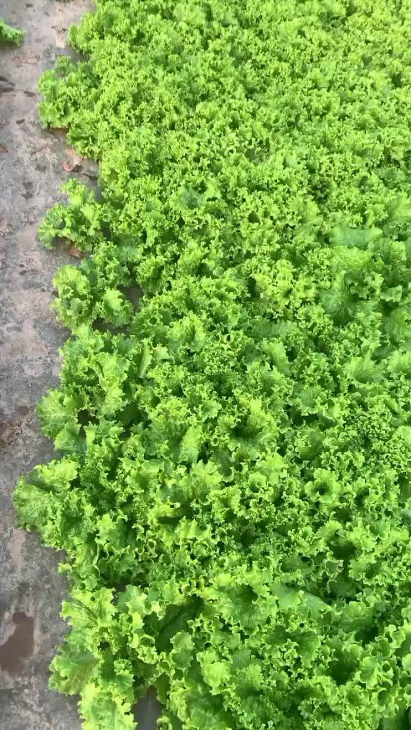 生菜
