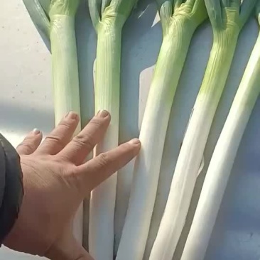 铁杆大葱