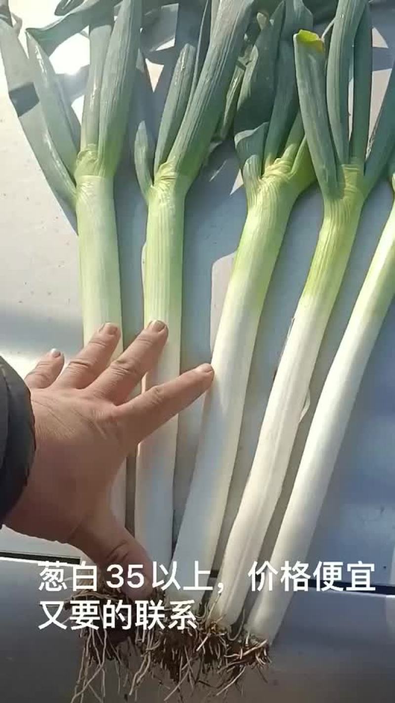 铁杆大葱