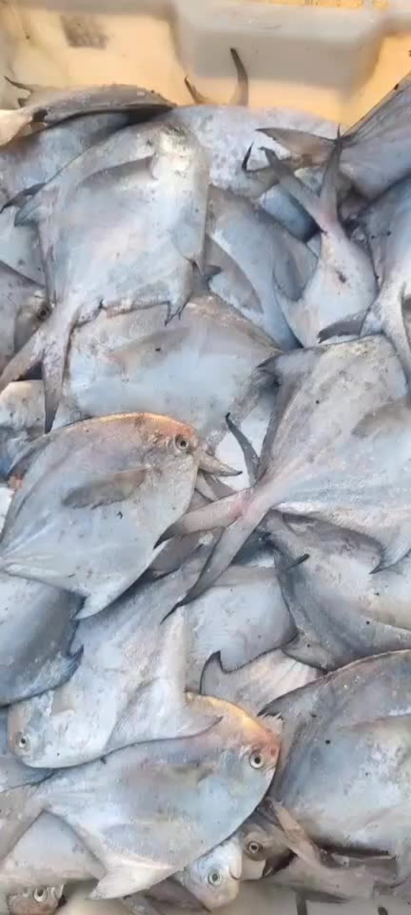 银鲳鱼大量上市价格超低白菜价质量嘎嘎硬