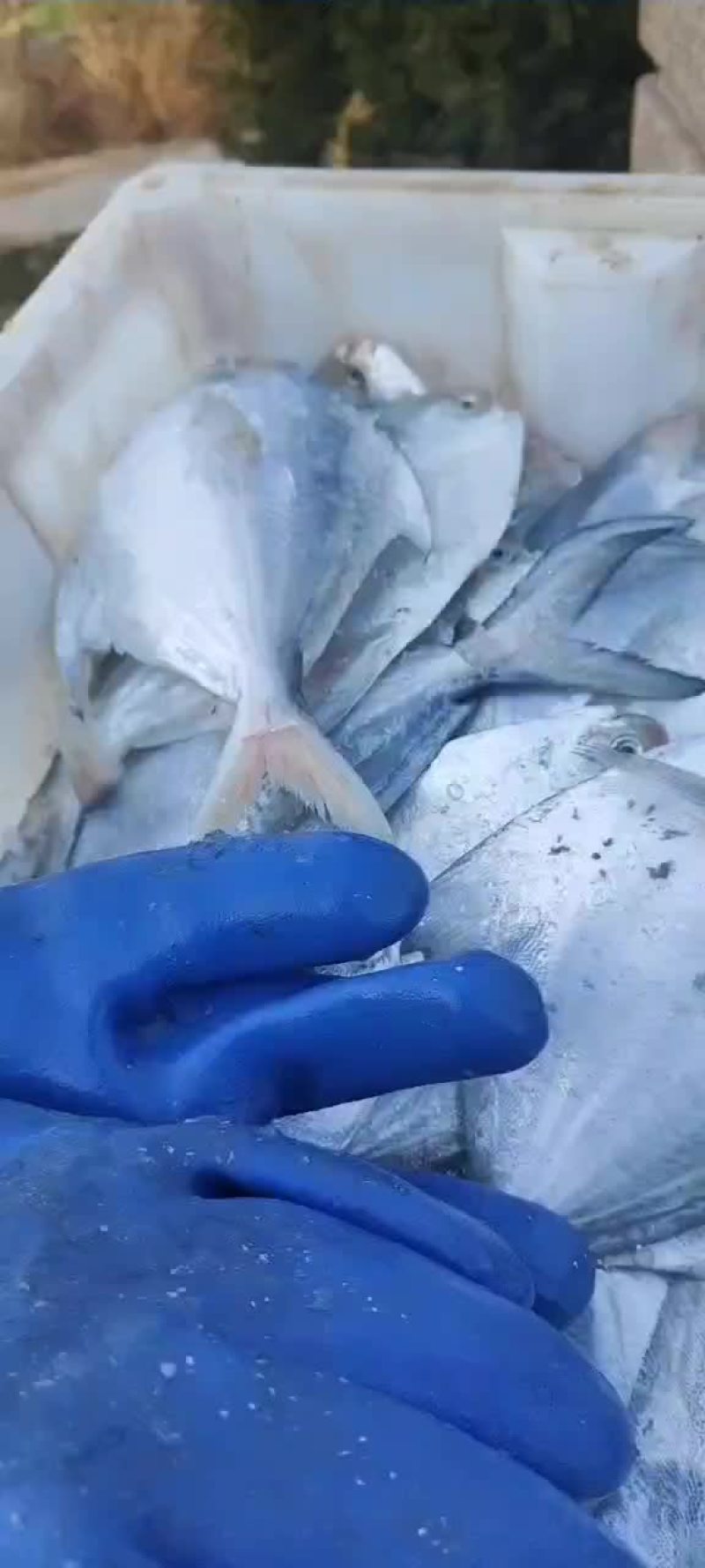 银鲳鱼大量上市价格超低白菜价质量嘎嘎硬