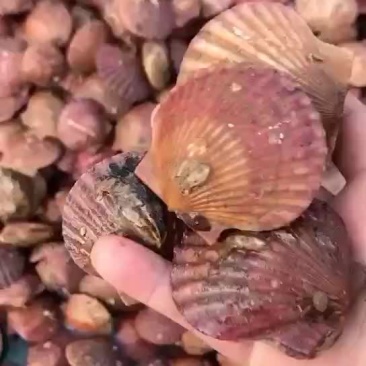 港湾扇贝