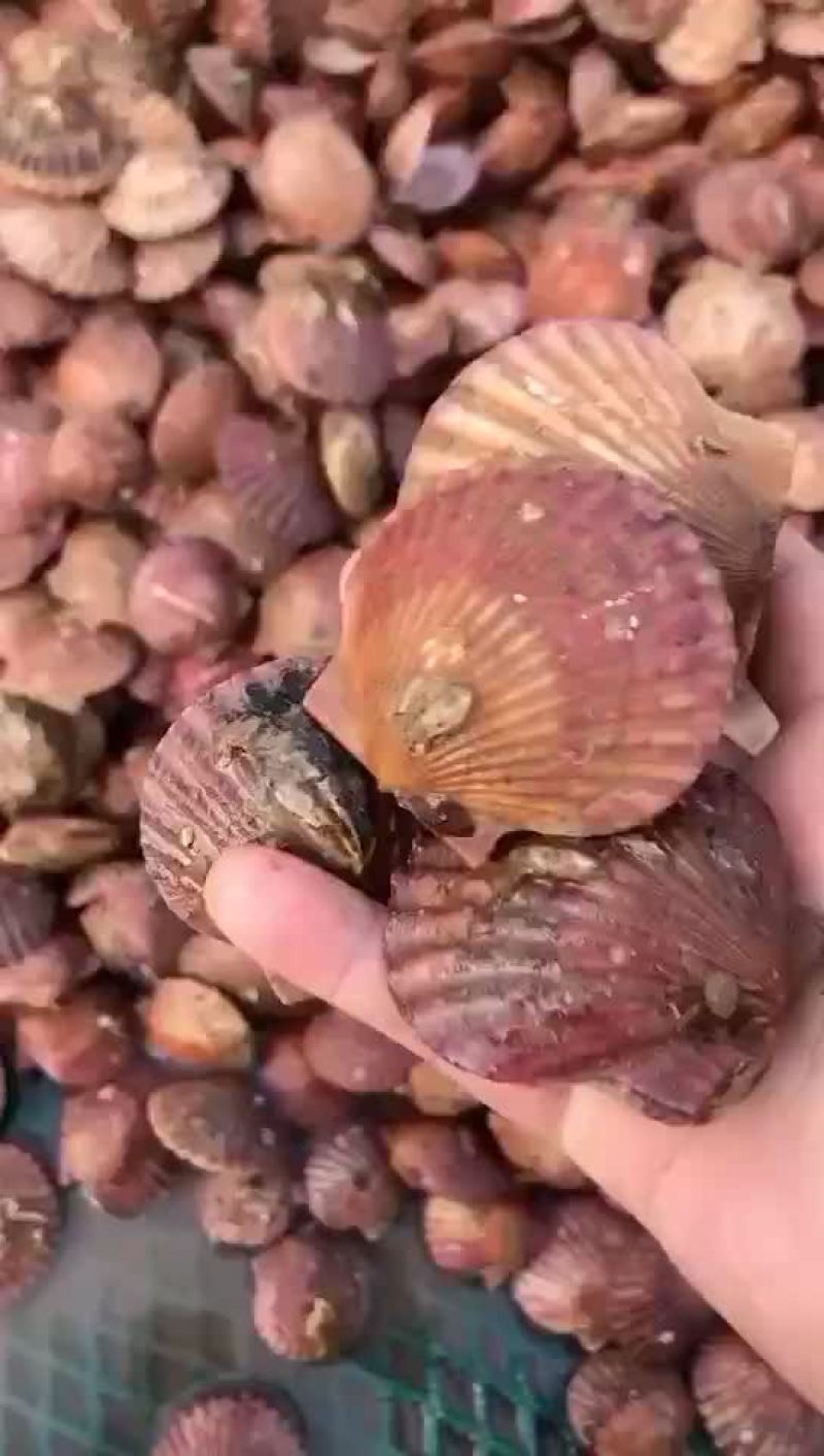 港湾扇贝