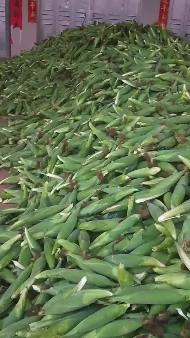 徐闻双色甜玉米