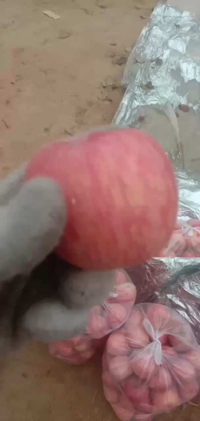 小苹果