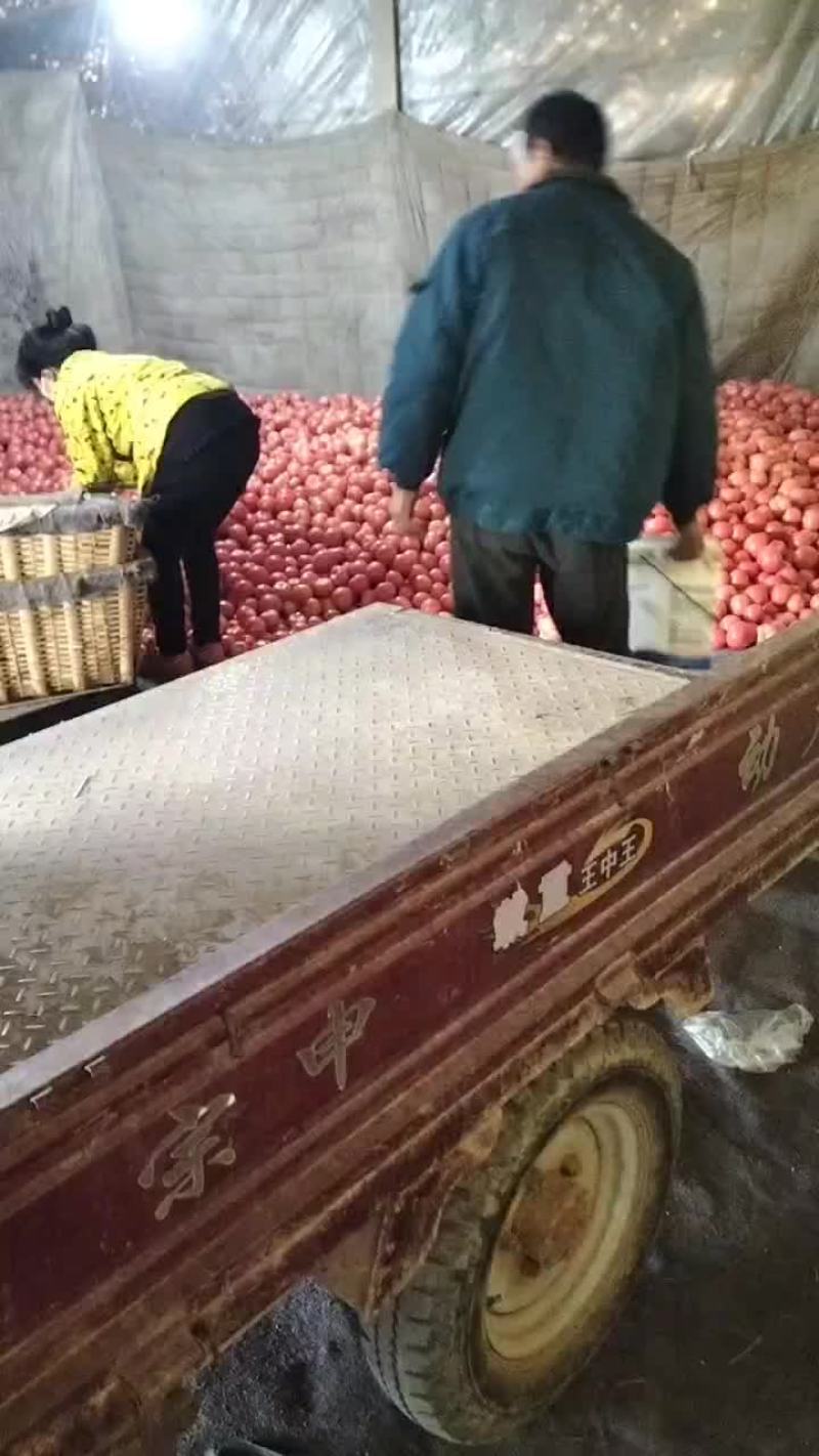 西红柿大量有货