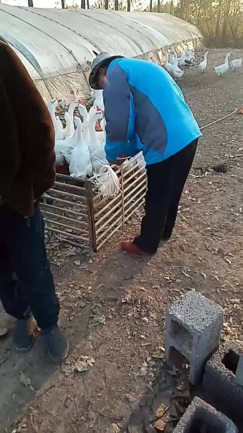 卖鹅