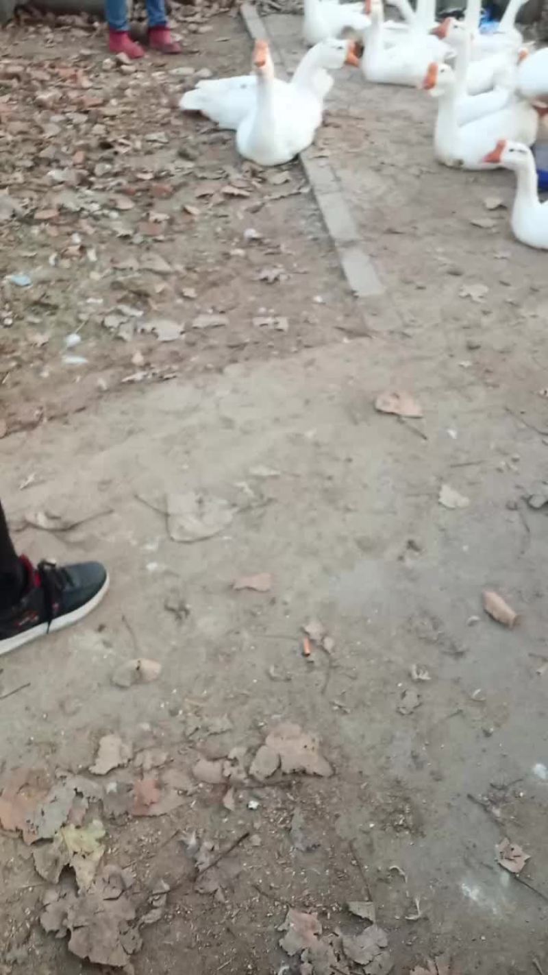 卖鹅