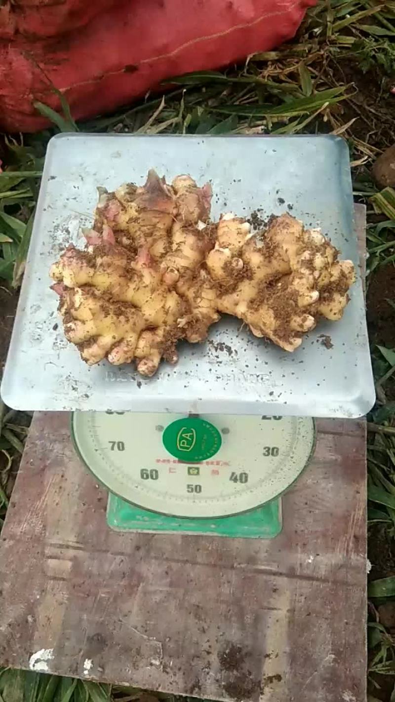 生姜