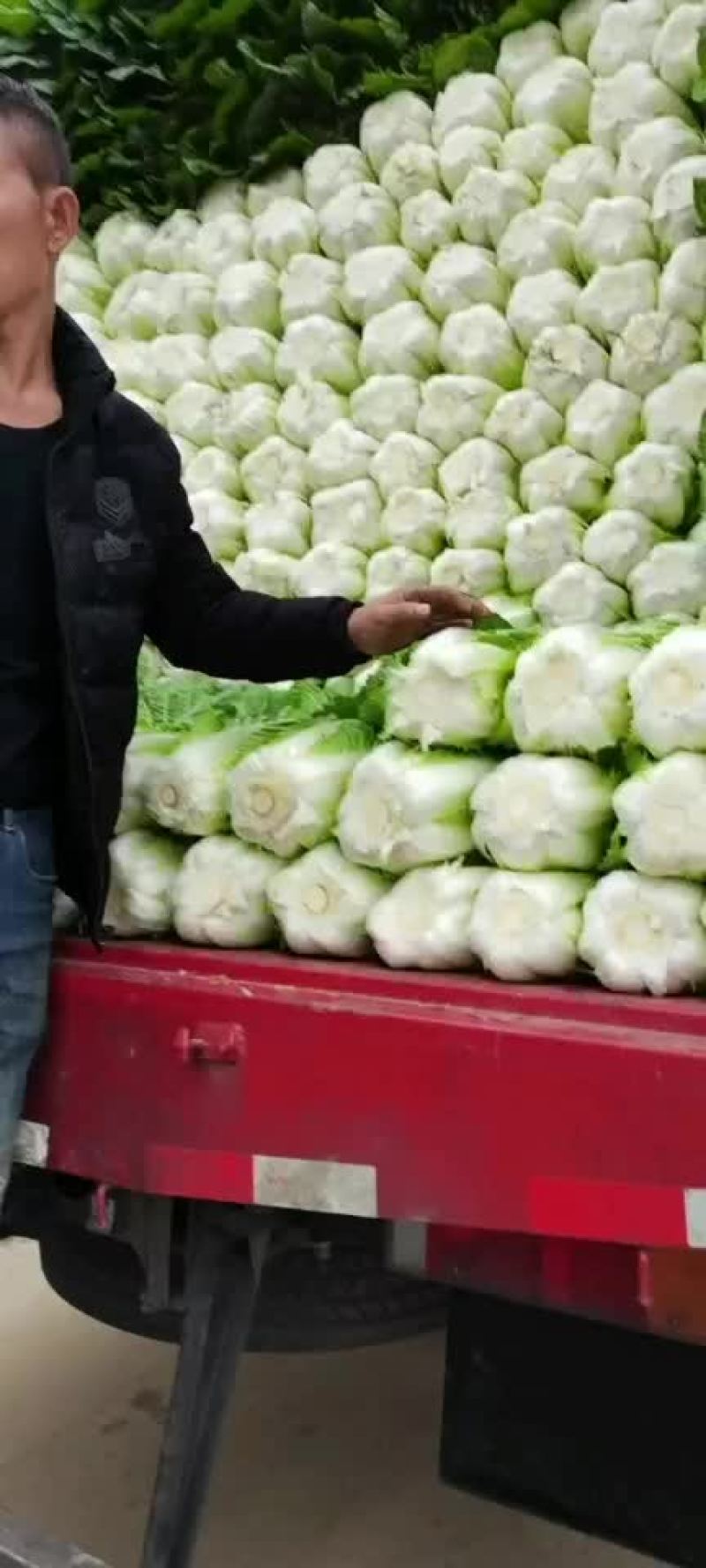 黄心大白菜